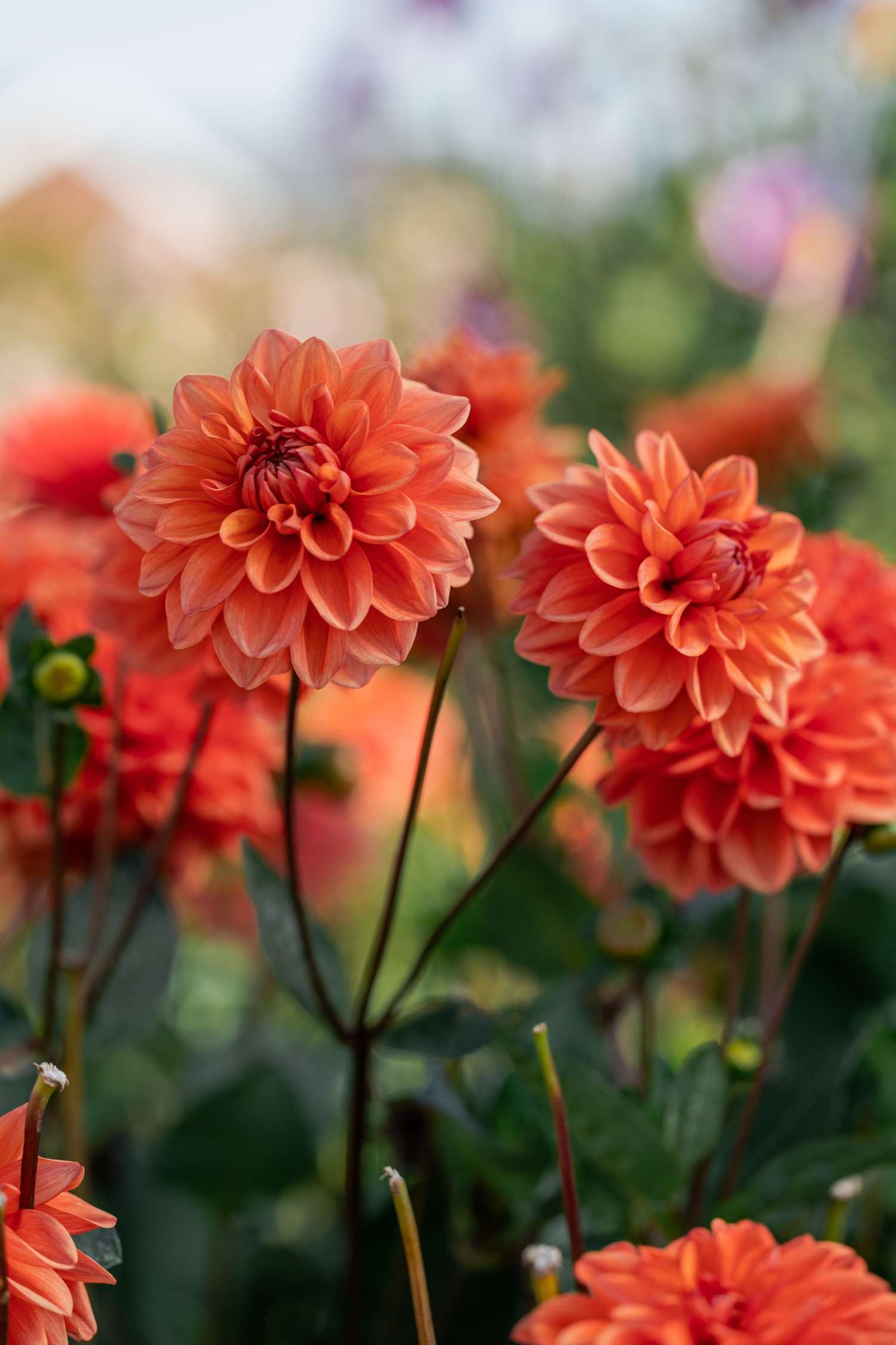 Dahlie 'Orange Nugget'